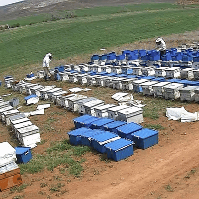 Paket Arı (8 Çerçeveli) Sipariş İçin Kapora Ödeme Sayfası