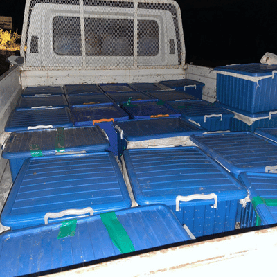 Paket Arı (8 Çerçeveli)