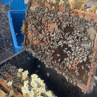 Paket Arı (8 Çerçeveli) Sipariş İçin Kapora Ödeme Sayfası