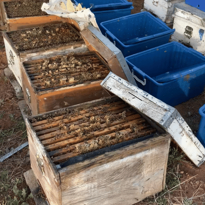 Paket Arı (8 Çerçeveli)