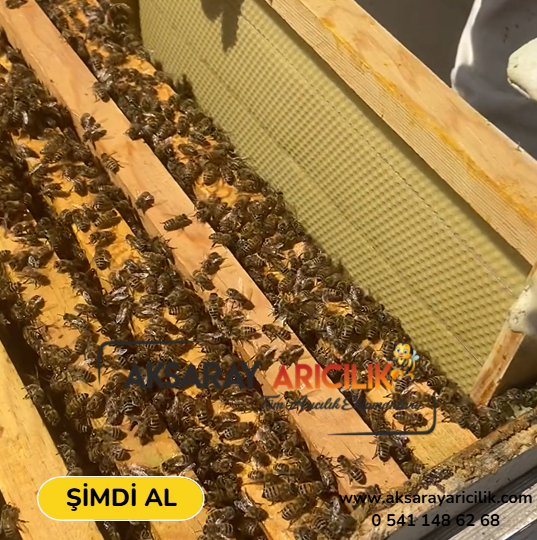 Hazır Takılı Petekli Çerçeve (Mumlu Arı Kovan Çıtası)