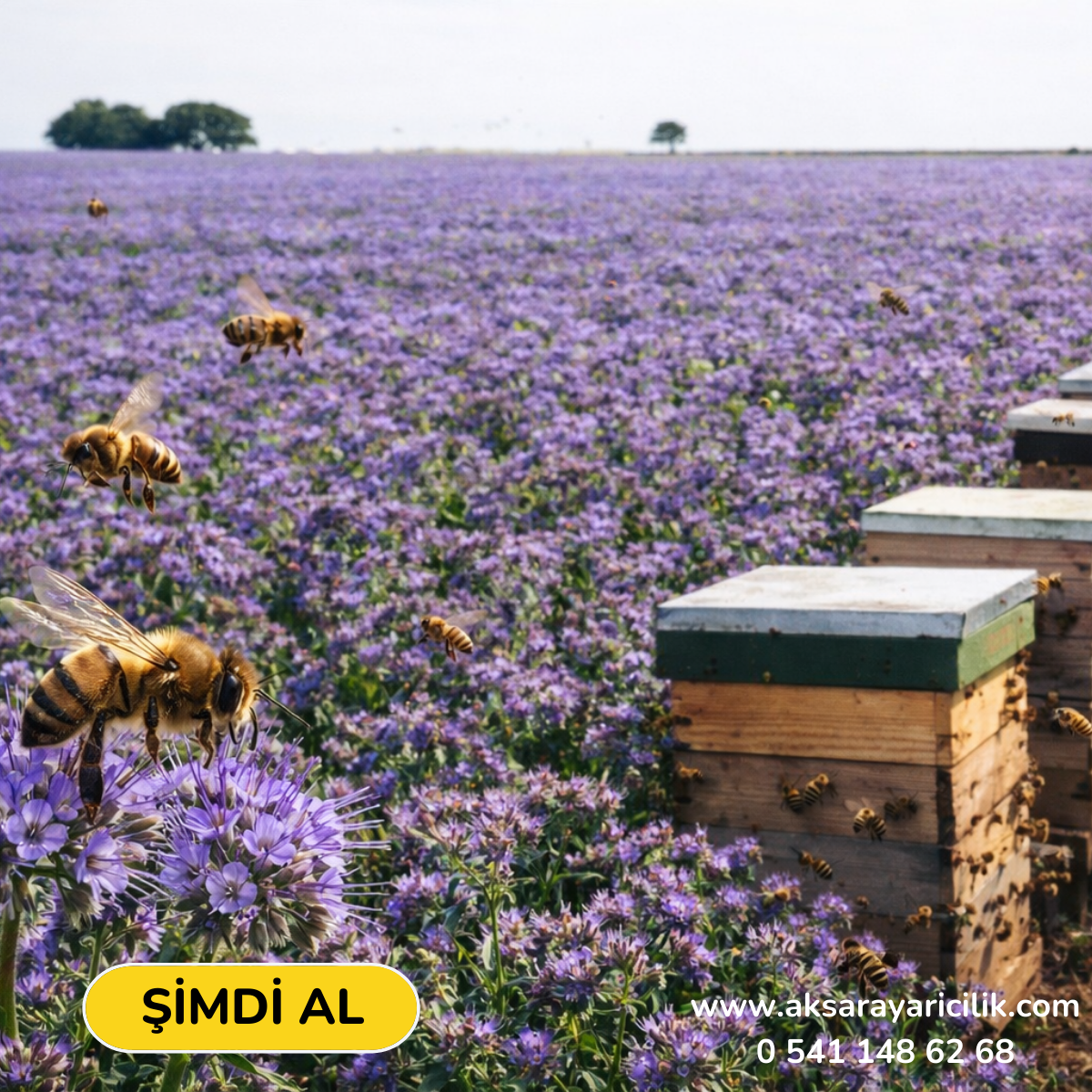 Faselya Otu Tohumu - 1 kg