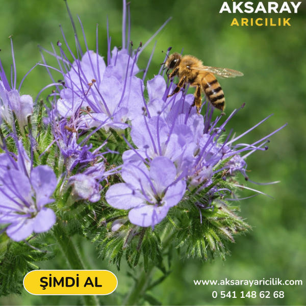 Faselya Otu Tohumu - 1 kg