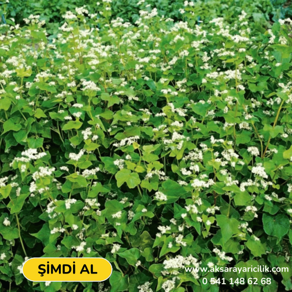 Karabuğday Tohumu 1 KG – Arıcılık İçin Ekimlik Nektar Bitkisi