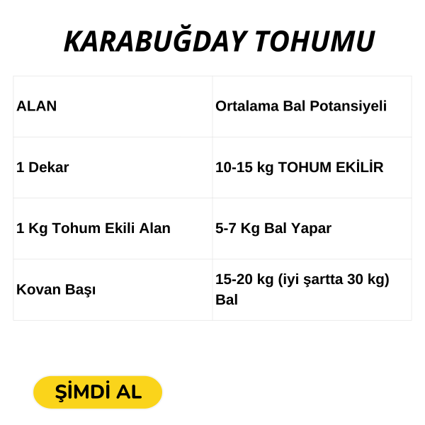 Karabuğday Tohumu 1 KG – Arıcılık İçin Ekimlik Nektar Bitkisi