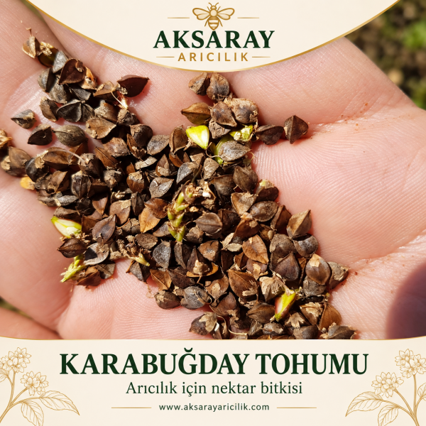 Karabuğday Tohumu 1 KG – Arıcılık İçin Ekimlik Nektar Bitkisi