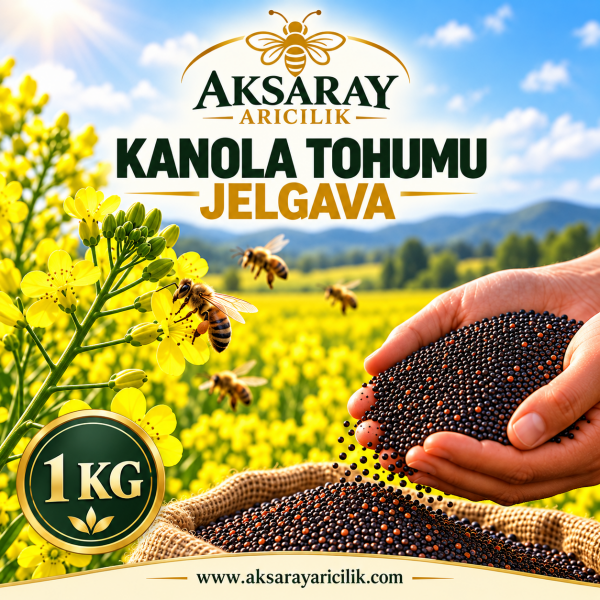Kanola Tohumu Jelgava - 1 Kg